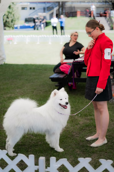 Klubová výstava KSP – Samojed