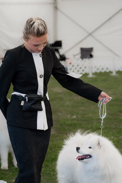 Klubová výstava KSP – Samojed