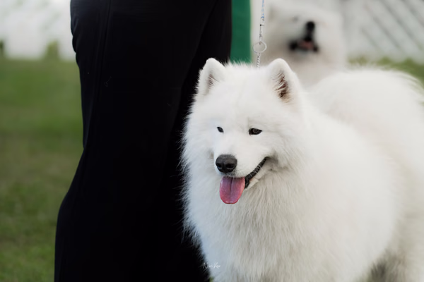 Klubová výstava KSP – Samojed