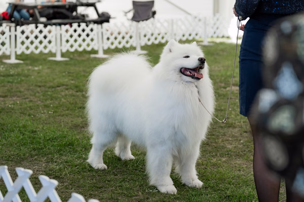 Klubová výstava KSP – Samojed