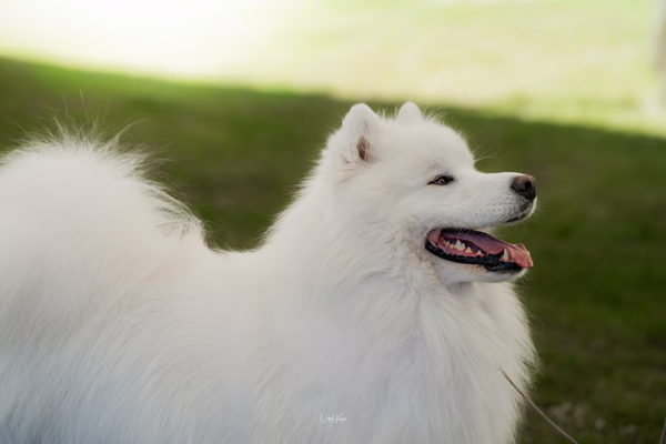 Klubová výstava KSP – Samojed