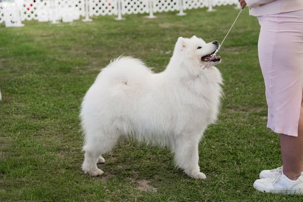 Klubová výstava KSP – Samojed