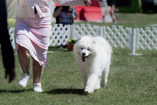 Klubová výstava KSP – Samojed