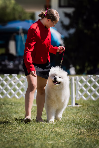 Klubová výstava KSP – Samojed