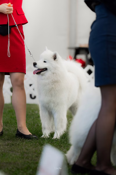 Klubová výstava KSP – Samojed