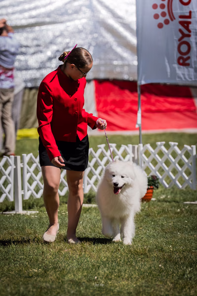 Klubová výstava KSP – Samojed