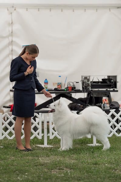 Klubová výstava KSP – Samojed