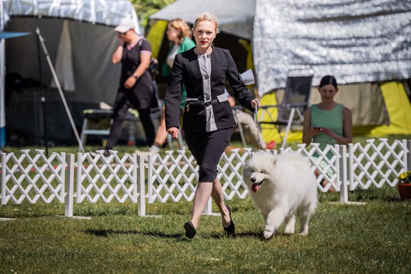 Klubová výstava KSP – Samojed