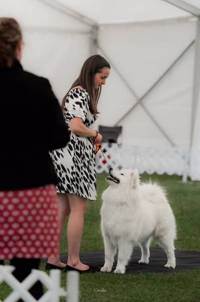 Klubová výstava KSP – Samojed