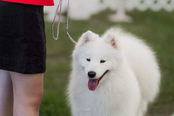 Klubová výstava KSP – Samojed