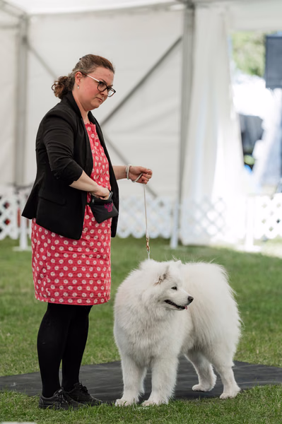 Klubová výstava KSP – Samojed