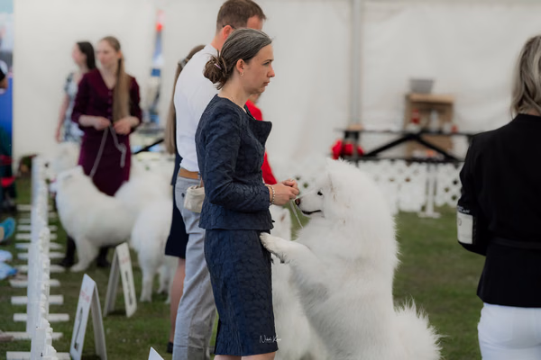 Klubová výstava KSP – Samojed