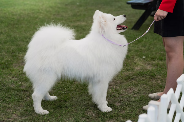 Klubová výstava KSP – Samojed