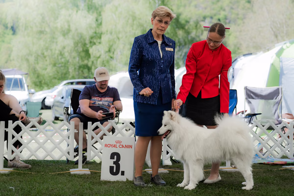 Klubová výstava KSP – Samojed