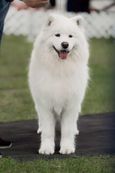 Klubová výstava KSP – Samojed