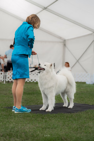 Klubová výstava KSP – Samojed
