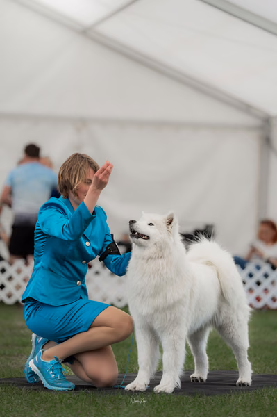 Klubová výstava KSP – Samojed