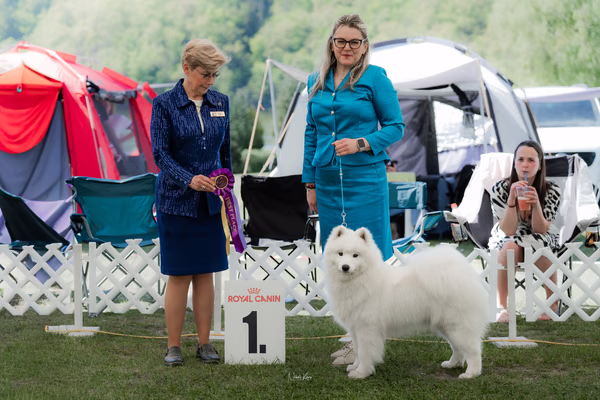 Klubová výstava KSP – Samojed