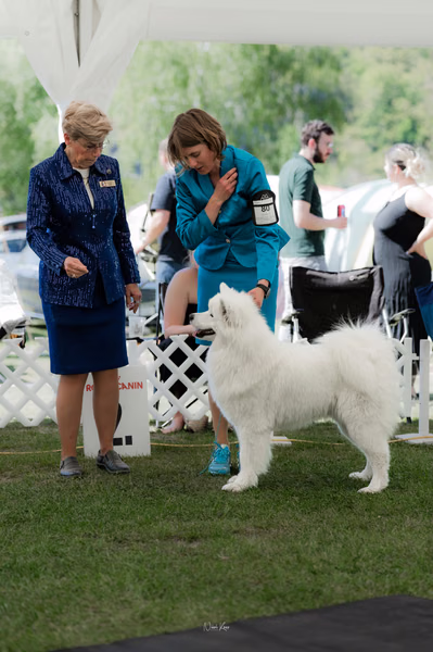 Klubová výstava KSP – Samojed
