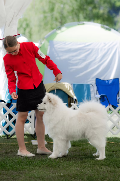 Klubová výstava KSP – Samojed