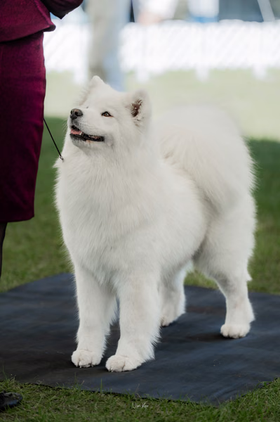 Klubová výstava KSP – Samojed