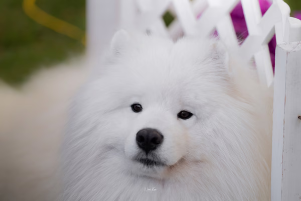 Klubová výstava KSP – Samojed