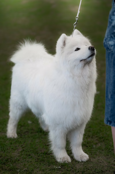 Klubová výstava KSP – Samojed