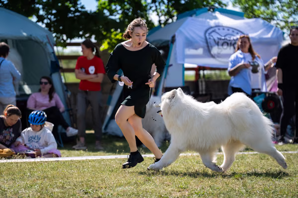 Samojed klub SK – 8. května 2026