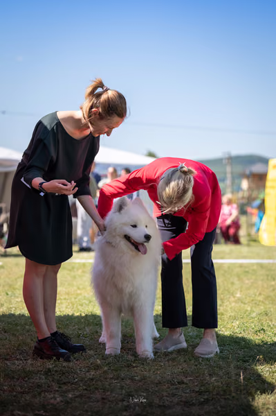 Samojed klub SK – 8. května 2026