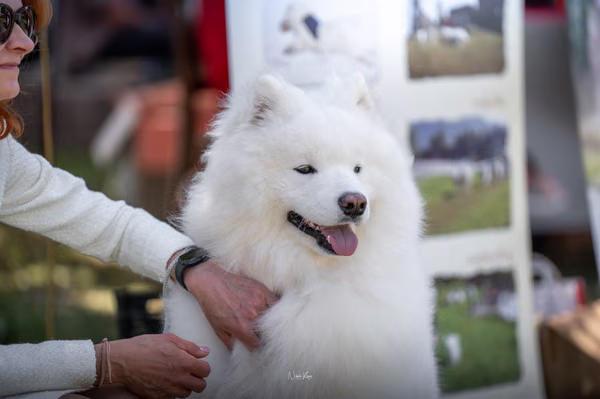 Samojed klub SK – 8. května 2026