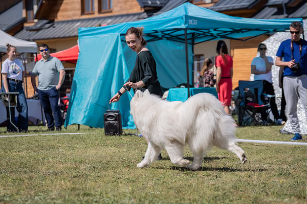 Samojed klub SK – 8. května 2026