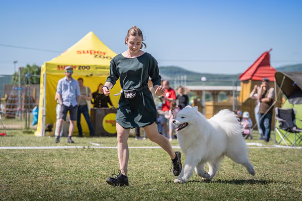 Samojed klub SK – 8. května 2026