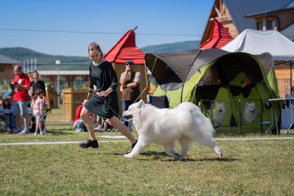 Samojed klub SK – 8. května 2026