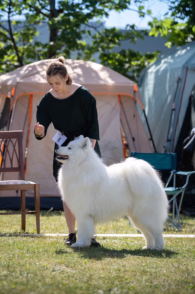 Samojed klub SK – 8. května 2026