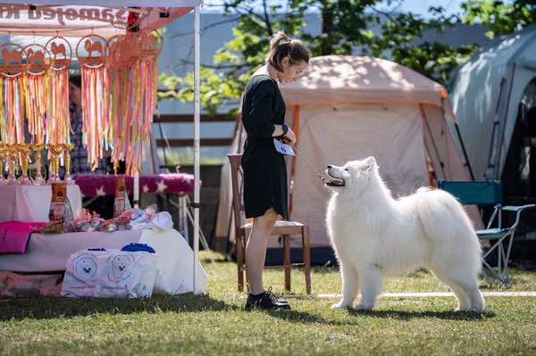Samojed klub SK – 8. května 2026