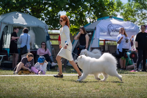 Samojed klub SK – 8. května 2026
