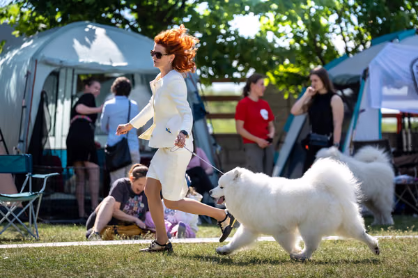 Samojed klub SK – 8. května 2026