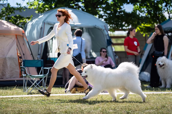 Samojed klub SK – 8. května 2026