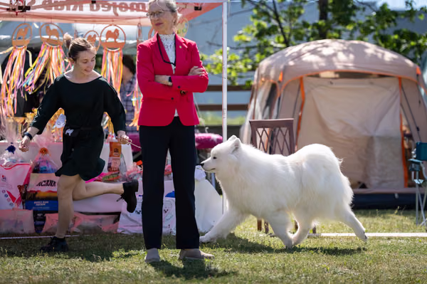 Samojed klub SK – 8. května 2026