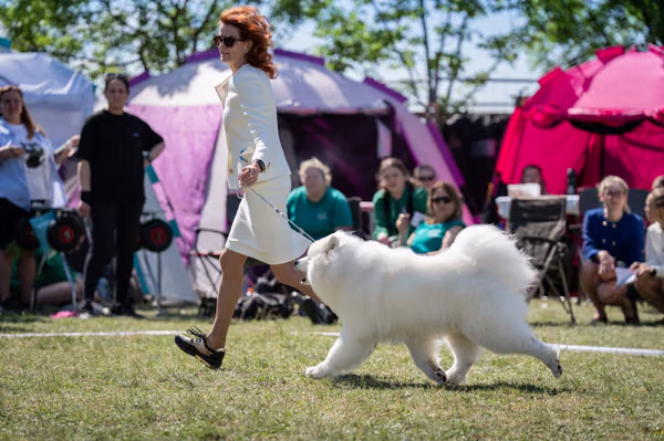 Samojed klub SK – 8. května 2026