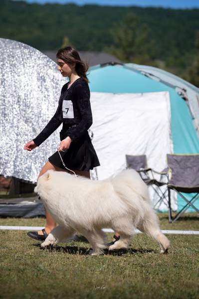 Samojed klub SK – 8. května 2026