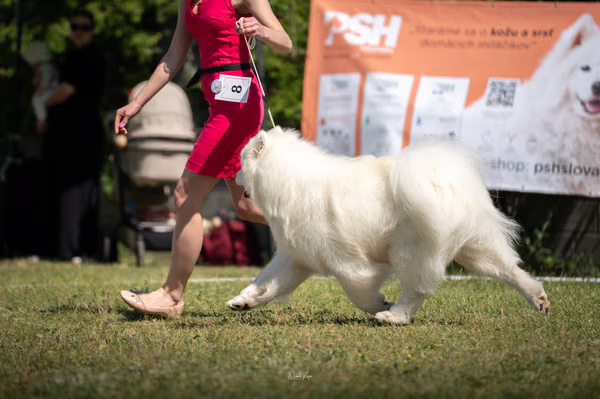 Samojed klub SK – 8. května 2026