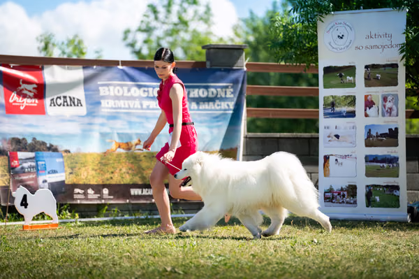 Samojed klub SK – 8. května 2026