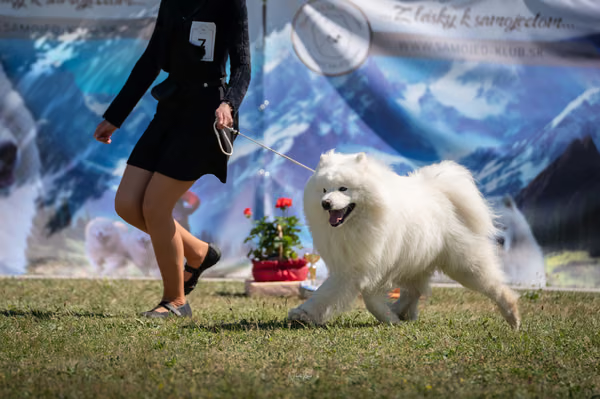 Samojed klub SK – 8. května 2026