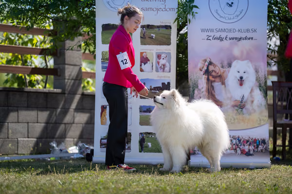 Samojed klub SK – 8. května 2026