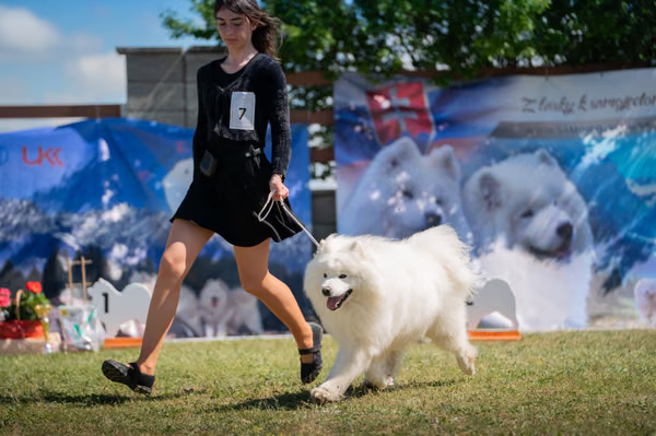 Samojed klub SK – 8. května 2026