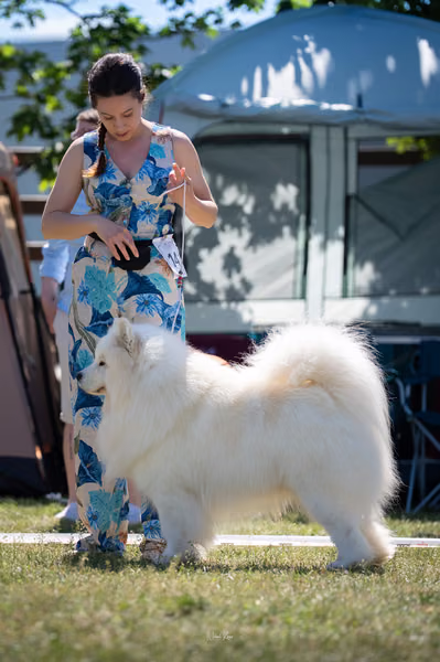 Samojed klub SK – 8. května 2026