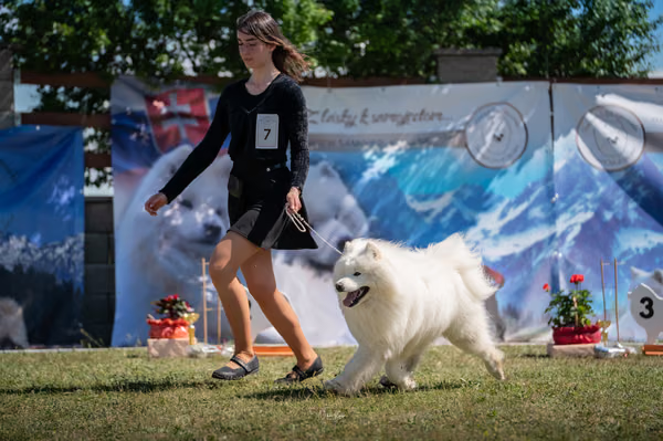 Samojed klub SK – 8. května 2026