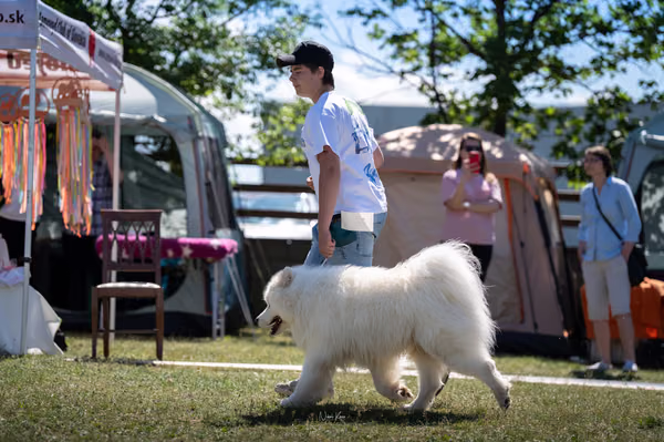 Samojed klub SK – 8. května 2026