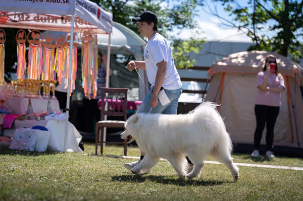 Samojed klub SK – 8. května 2026
